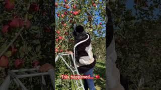 APPLE PICKING  #apple #applepicking #applefarm