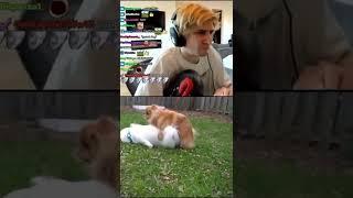 xQc Reacts To Horny Dog #shorts