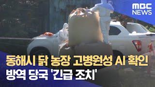 동해시 닭 농장 고병원성 AI 확인‥ 방역 당국 '긴급 조치' (2024.10.30/뉴스데스크/MBC강원영동)