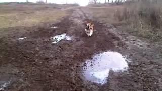 English Bulldog Ollie Chasing Dirtbikes!