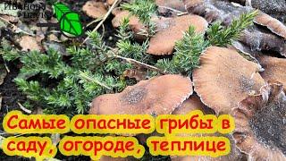 ЭТИ ГРИБЫ - САМЫЕ ОПАСНЫЕ В ВАШЕМ САДУ! Как избавиться от опасных грибов на вашем участке.