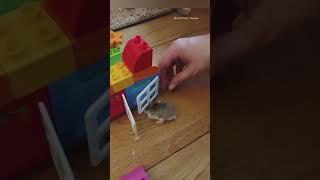 Funny video of my Roborovski Hamster 