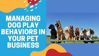 Managing Dog Play Behaviors in Your Pet Business