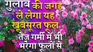 गुलाब की जगह ले लेगा यह खूबसूरत फूल || तेज़ गर्मी में भी भरा रहेगा फूलों से || Most Beautiful Flower