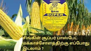 மக்காச்சோளம் சாகுபடியில் அதிக மகசூல் பெற உரமேலாண்மை, உர அளவுகள் மற்றும் பூச்சிக்கட்டுப்பாடு மருந்து