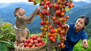 Harvest Elephant Apple Goes to market sell | Ella Daily Life