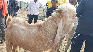 Dewas Bakra Mandi 19 September 2024