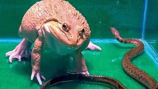 Giant Bullfrog With Big Snake! Asian Bullfrog Live Feeding