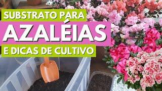 COMO CULTIVAR AZALÉIAS! RECEITA DE SUBSTRATO E MUITAS DICAS DE CULTIVO! CANAL MEU QUINTAL