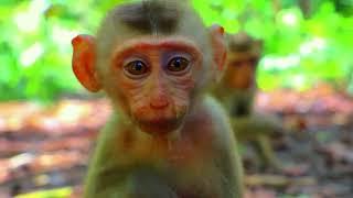 Very Baby Roy Monkey Play With Your Brother! Love Monkey Primate