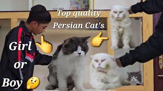 Top Quality Persian Cat's available in Hyderabad at Syed's Cattery | bicolour Cat's | Stud Male cats