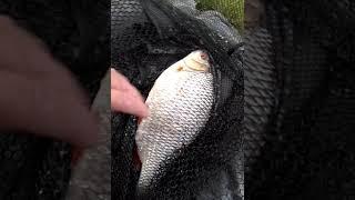 2lb 5oz Roach from the River Ribble.