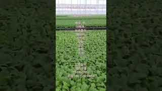 구례육묘장에서 가을농사를 시작하세요. 각종 모종들을 판매하고 있답니다. #구례 #구례sns서포터즈 #구례맛집 #나의구례 #구례군 #구례여행 #내구례 #가을배추 #배추모종