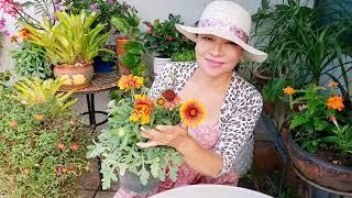 My Plants Exploded With Flowers After I Applied My Homemade Organic Fertilizer, Gardening