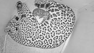 Jaguar gives birth at Houston Zoo