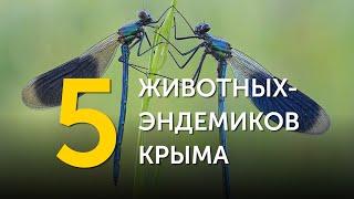 5 животных-эндемиков Крыма