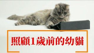 如何照顧1歲以下的幼貓How to care for kittens under 1 year old動物專輯.狗.貓