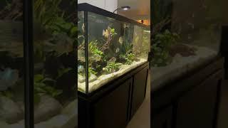 The 150 Gallon South American Cichlid Tank 