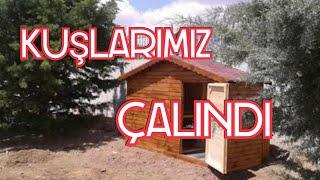 GÜVERCİNLER ÇALINDI!!!