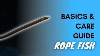 Rope Fish: Basics And Care Guide