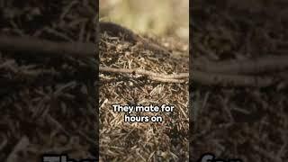 Antechinus: The Peculiar Marsupial #aussie #animal