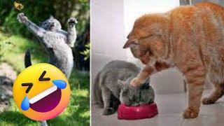 The Ultimate Funny Cats and Dogs Compilation! | Petopia TV