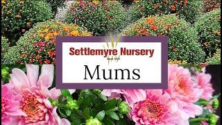 Mums at Settlemyre Nursery - Large and Colorful 8", 12", and Whiskey Barrel, Tricolor