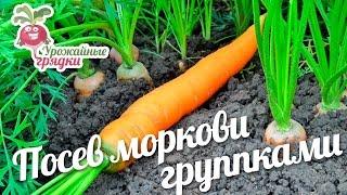 Посев моркови группками. Урожайные грядки.