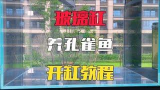 没有过滤的玻璃鱼缸，也能轻松养好孔雀鱼