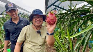 Dragon Fruit - Trellis growing vs. traditional post + Tasting the best of the best 30 varieties