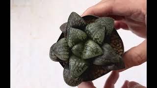 Just another root trimming- Haworthia cv 'Black Hole'