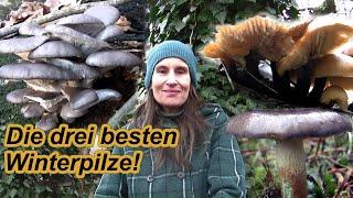 Die drei besten Winterpilze! Speisepilze im Winter