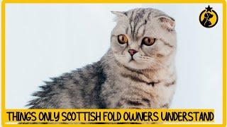 6 Things Only Scottish Fold Cat Owners Understand