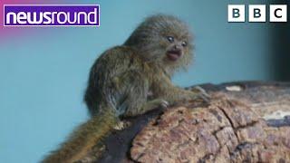 Cutest Monkey Ever | Happy News | Newsround