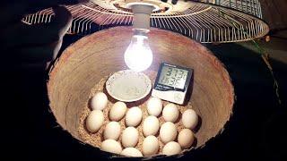 BEST Low Cost Homemade Incubator for Chicken Eggs - DIY