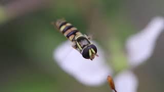 Hoverfly