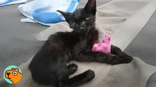 Tiny Kitten Found Under A Truck Gets New Sister | Cuddle Buddies