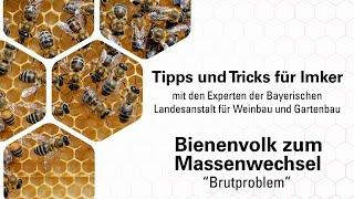 Imkerpraxis: Das Bienenvolk nach der Auswinterung - Brutproblem