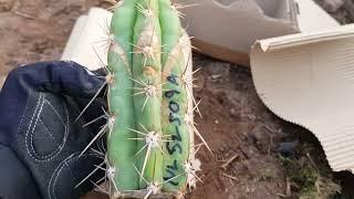 Cactus Unboxing Trichocereus validus NL52509 A by Sacred Succulents