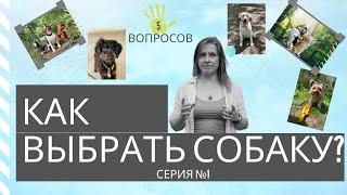 Как правильно подобрать собаку для себя || 5 вопросов. Серия №1