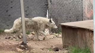 Dream - Wolf Connection
