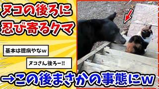 【2ch動物スレ】ネッコの背後にこっそり忍び寄るクマ→ネッコが気づいた結果www