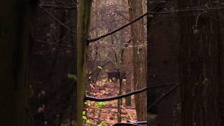 Wild Pig #outdoors #forest #nature #wildschwein #pig #дикий кабан