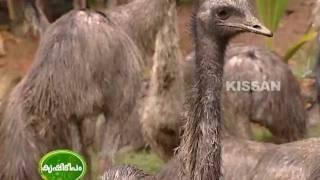 Program on Yamu and Ostrich rearing