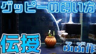 グッピーを合理的に飼う方法。ワシ、ふぶ作が伝授するぞ！【ふぶきテトラ】