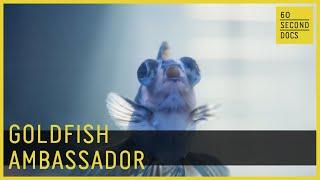 Goldfish Ambassador | Goldfish Corner