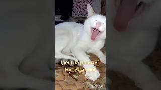 Котику на роботу не треба, бо він і так працює котиком! #shorts #shortvideo #cat #cutecat #котики