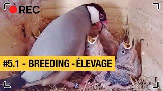 Henri & Paulette #5.1: BREEDING | ELEVAGE | Java sparrow - Padda - ブンチョウ Buncho 文鳥ら| Nest box camera