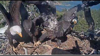 4 FISH!  GIZMO EATS THREE BUT SUNNY MAKES SURE LAST FISH IS ALL HERS! Big Bear @FOBBVCAM 6.19.25