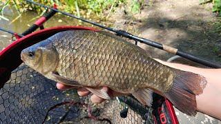 I found powerful crucians! Fishing on the feeder in June